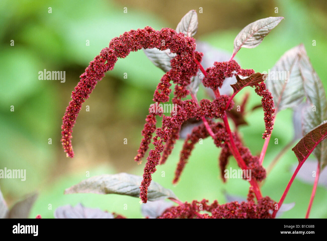 Love Lies Bleeding (Amaranthus cruentus x powellii), variety Hopi Red