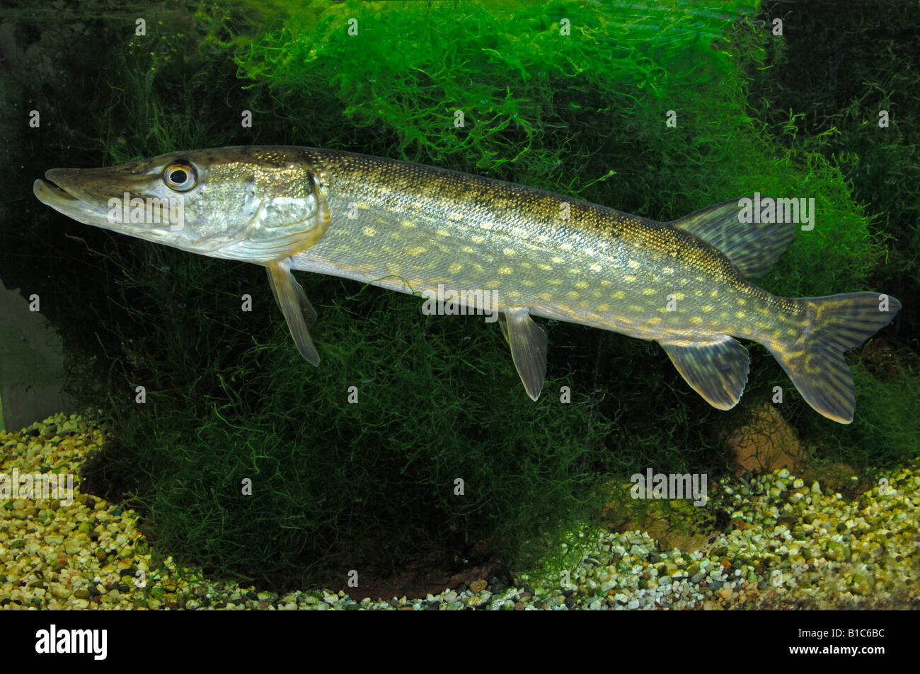 Pike, Northern Pike (Esox lucius) in front of aquatic plants Stock Photo