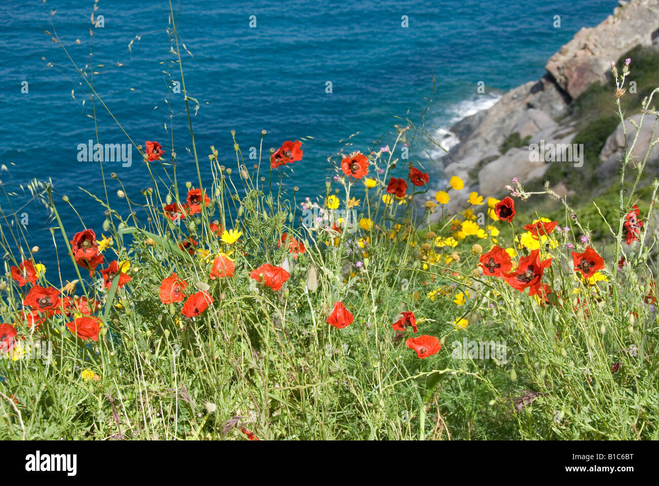 Wild flowers growing along the coast of Island of Elba (Isola d'Elba