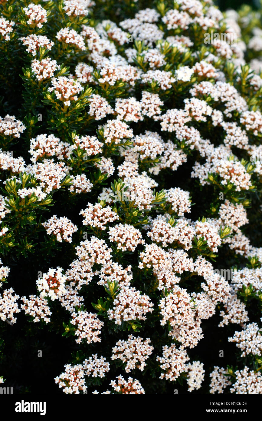 Ozothamnus hi-res stock photography and images - Alamy