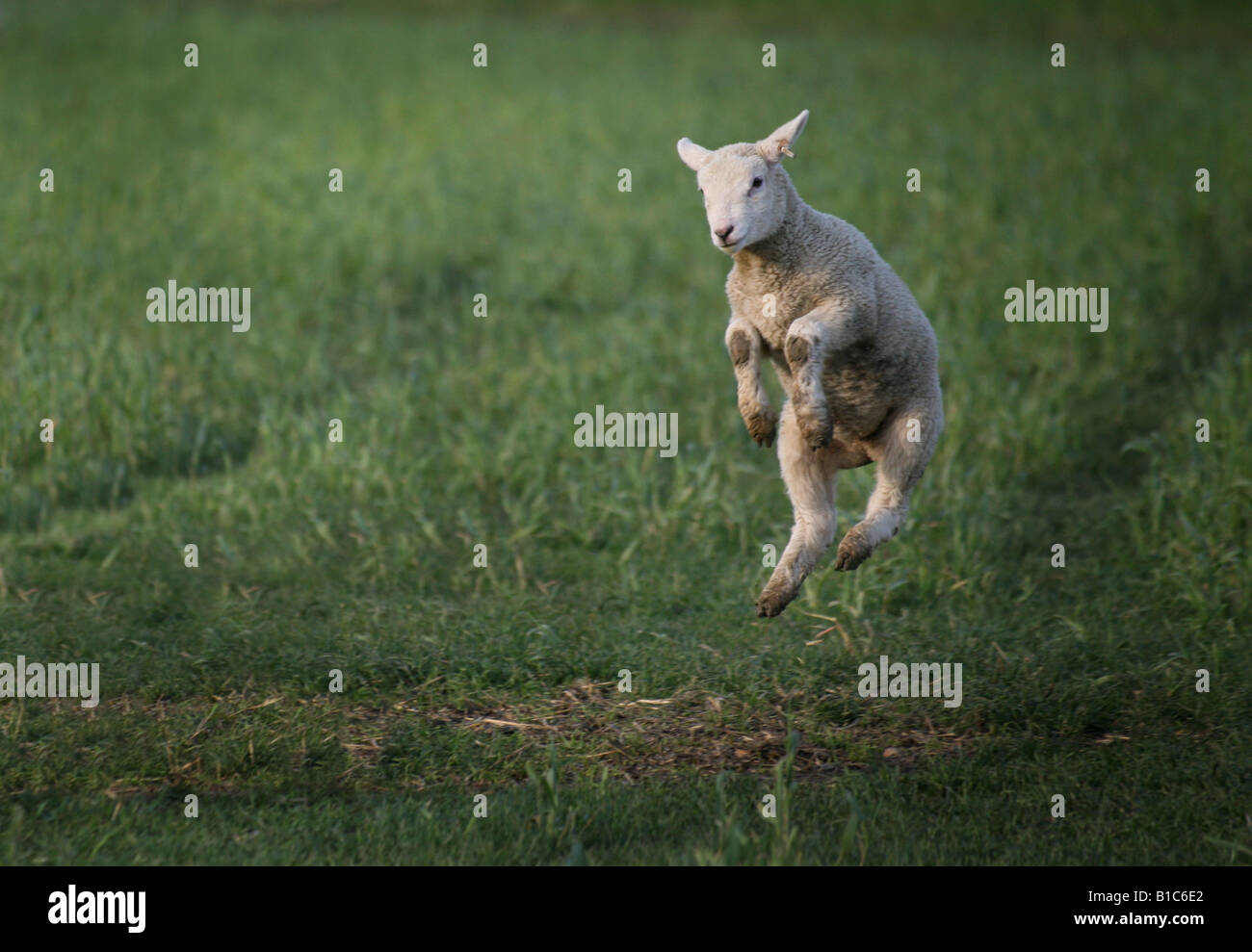 A SPRING LAMB LEAPS AS IT PLAYS IN STEEPLE BUMPSTEAD ON THE ESSEX SUFFOLK BORDERS Stock Photo