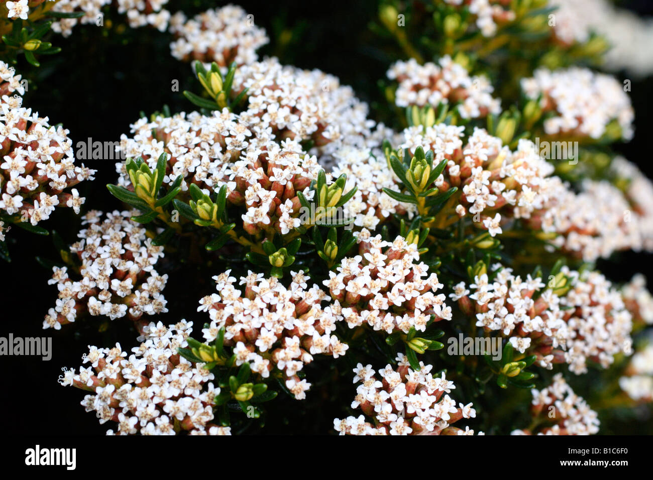 Ozothamnus hi-res stock photography and images - Alamy