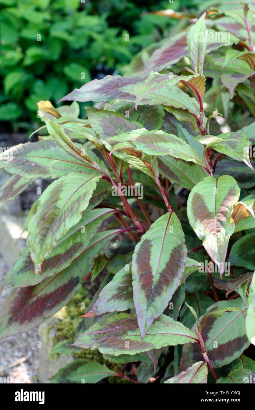 PERSICARIA VIRGINIANA COMPTONS FORM Stock Photo