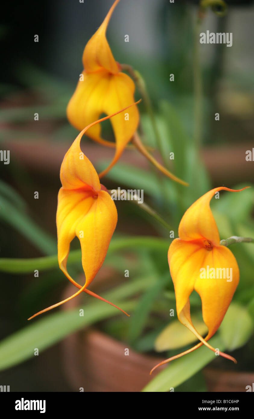 King of the Masdevallias, Masdevallia veitchiana, Orchidaceae Stock Photo