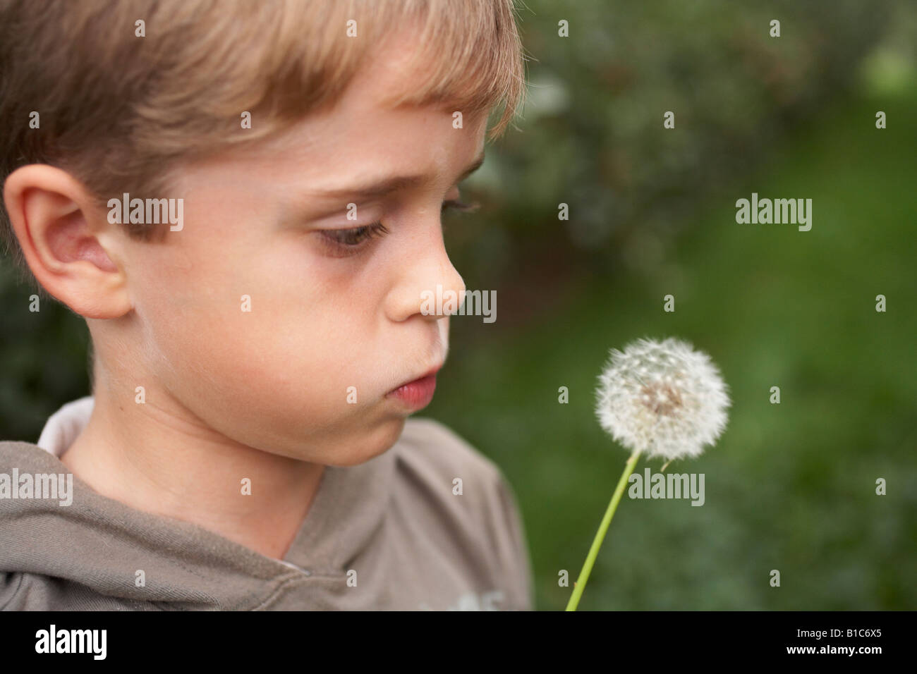 child with dandelion flower about to blow Stock Photo Alamy