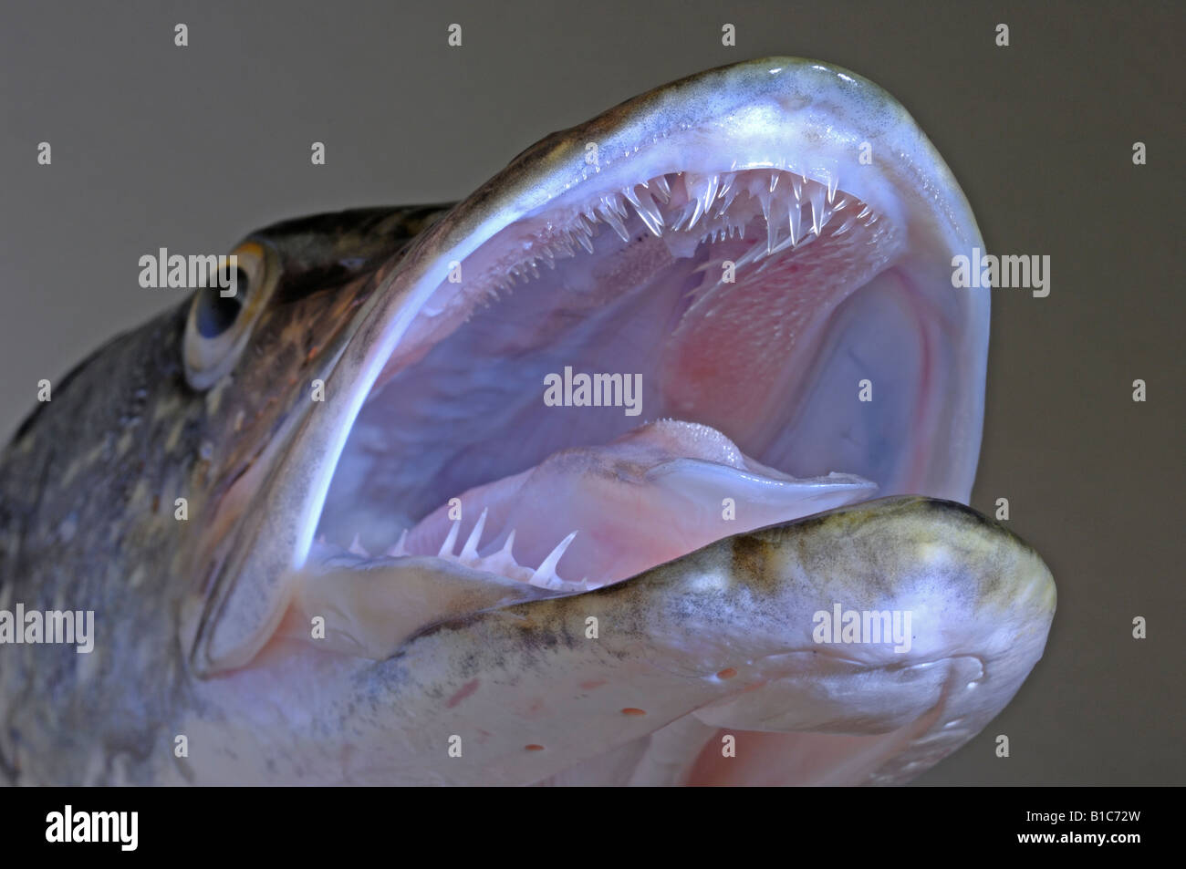 Pike, Northern Pike (Esox lucius), head with sharp teeth, studio picture Stock Photo