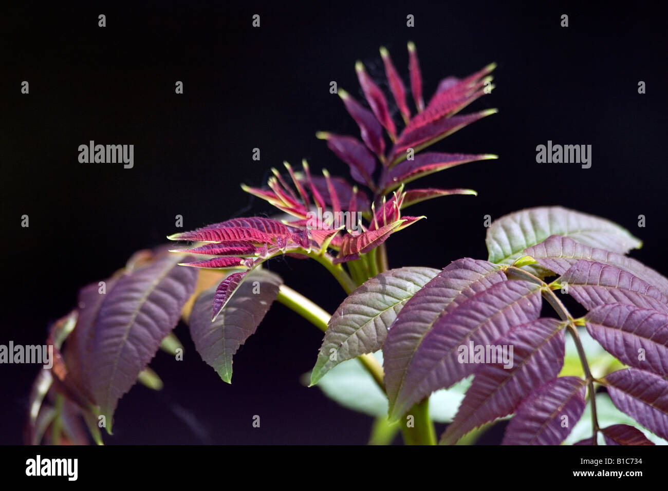 Striking purple foliage hi-res stock photography and images - Alamy