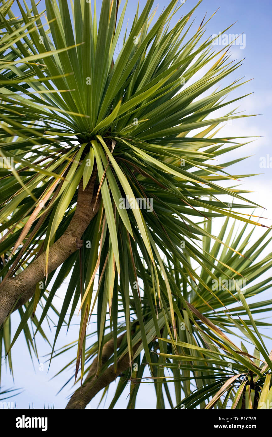 Palm trees uk Stock Photo