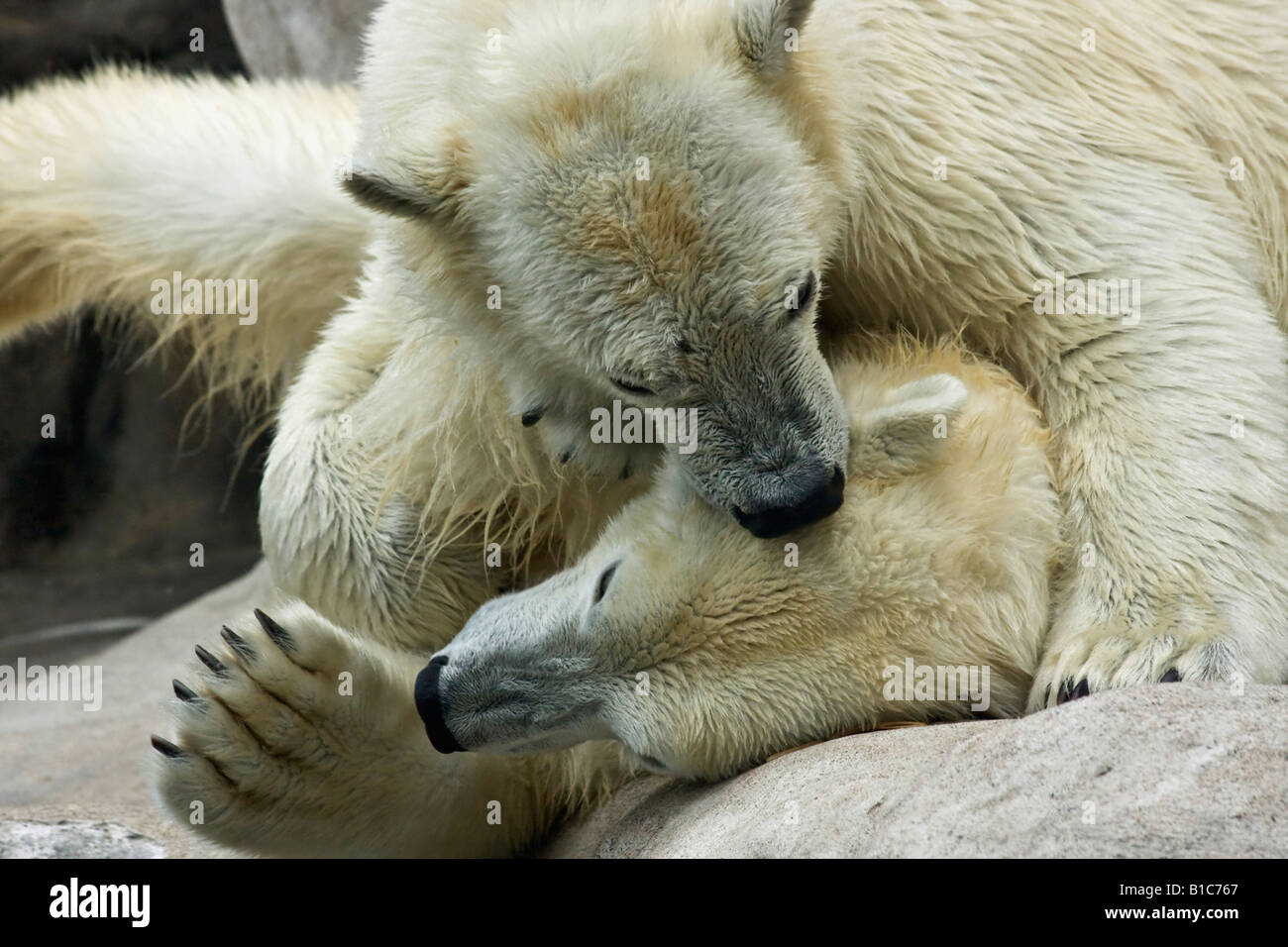 Couple white bears ZOO Toledo Ohio USA United States nobody animals in love hi-res Stock Photo