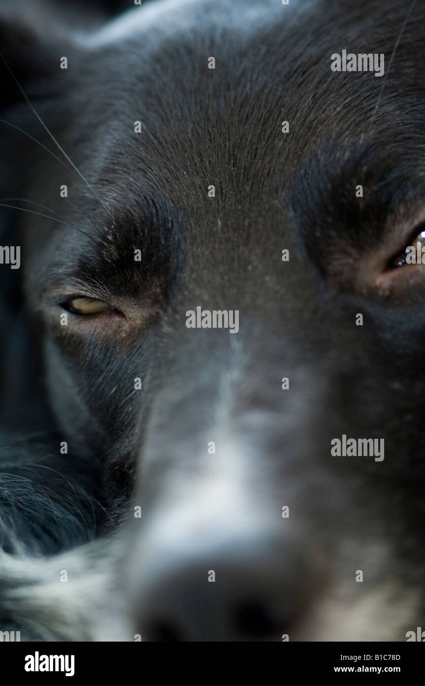 Dog falling asleep Stock Photo Alamy