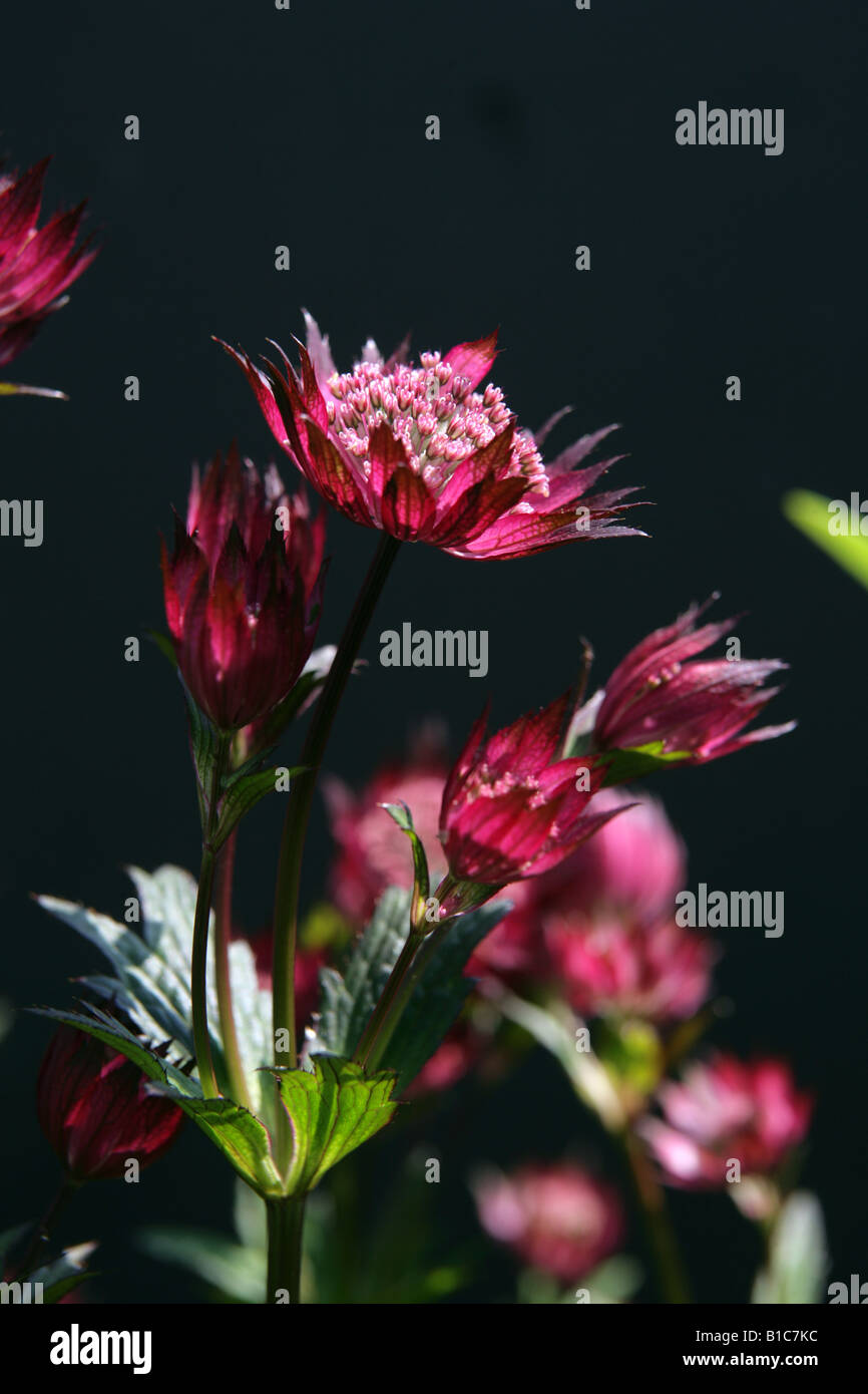 Close up of an Astrantia Major flower back lit. Stock Photo
