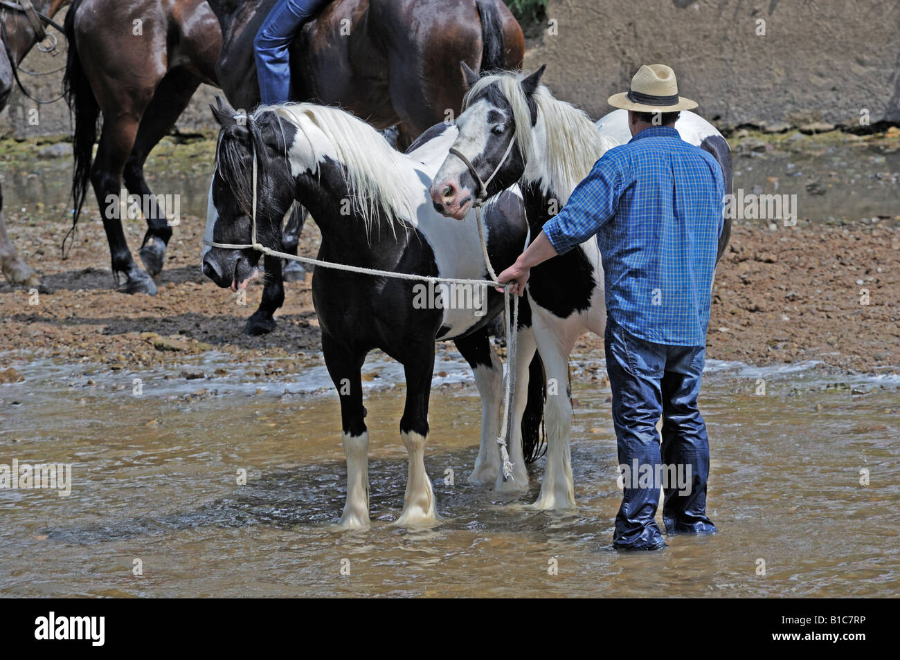 Gypsy traveller with horses in River Eden. Appleby Horse Fair. Appleby-in-Westmorland, Cumbria, England, United Kingdom, Europe. Stock Photo