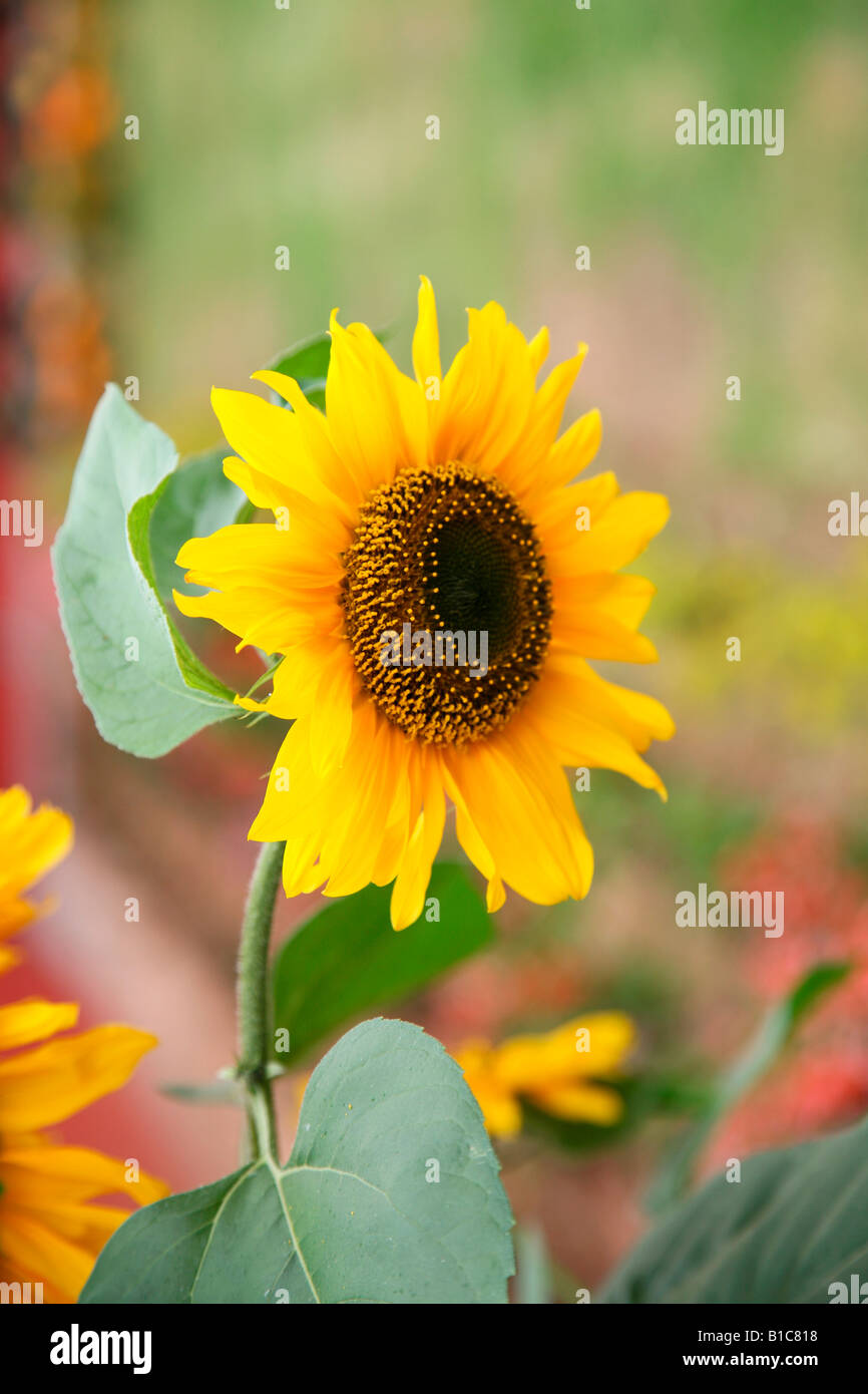 Mississippi state flower hires stock photography and images Alamy