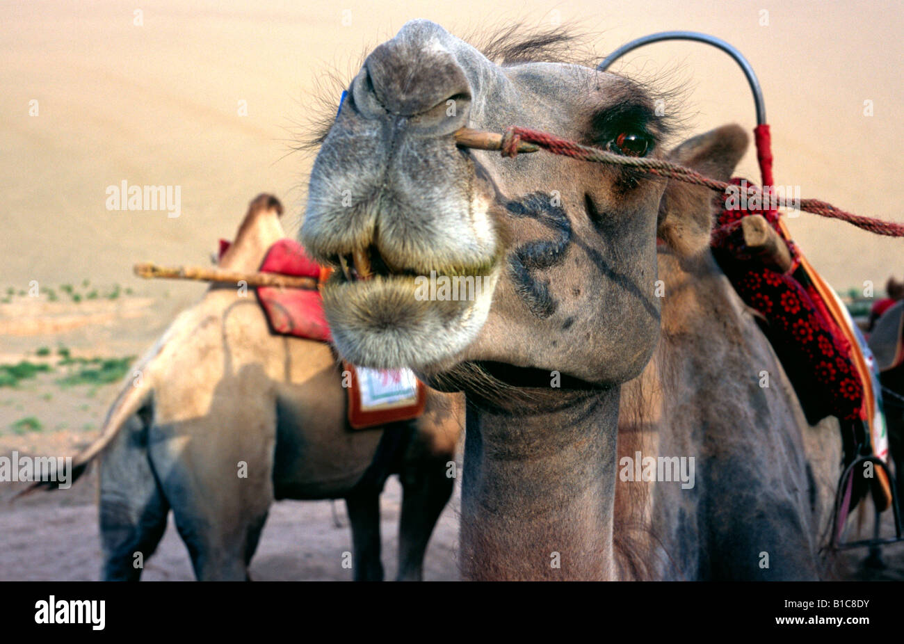 July 12, 2006 - Camels at the Minghsa Shan (Singing Sands) sand dunes in the Chinese town of Dunhuang. Stock Photo