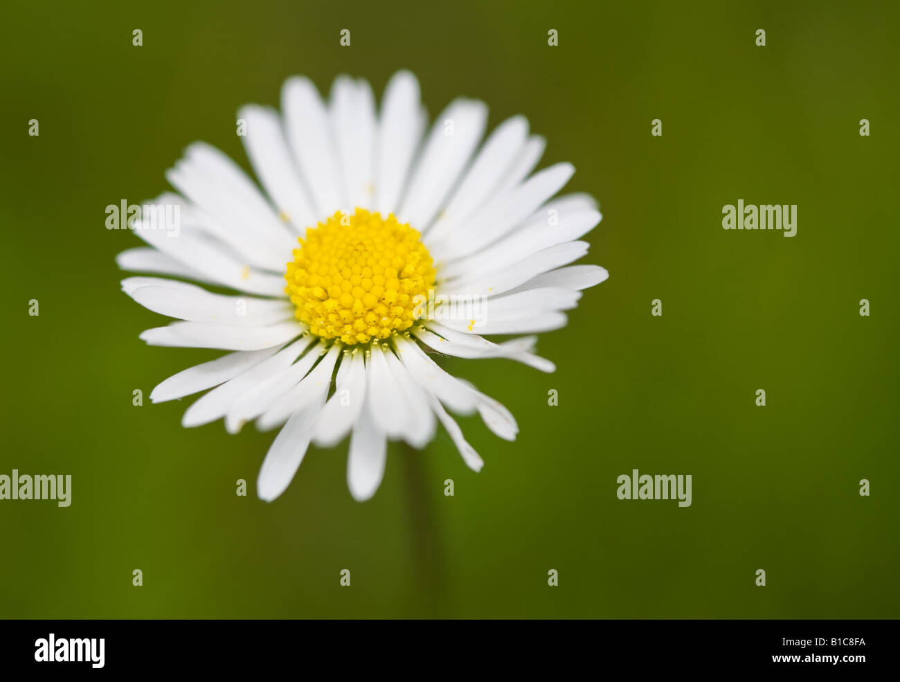 Daisy head hires stock photography and images Alamy