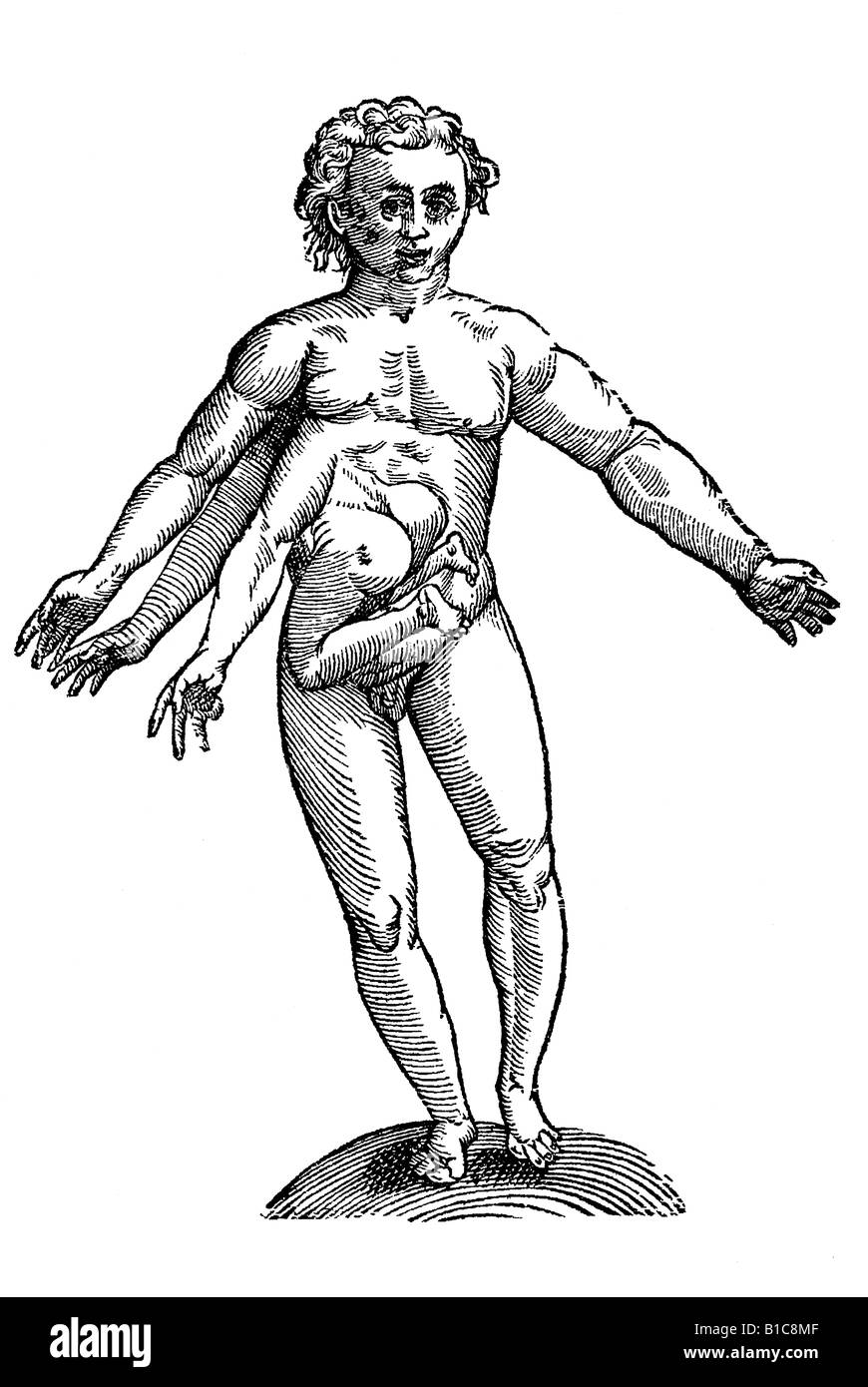 Hermaphrodite person hires stock photography and images Alamy