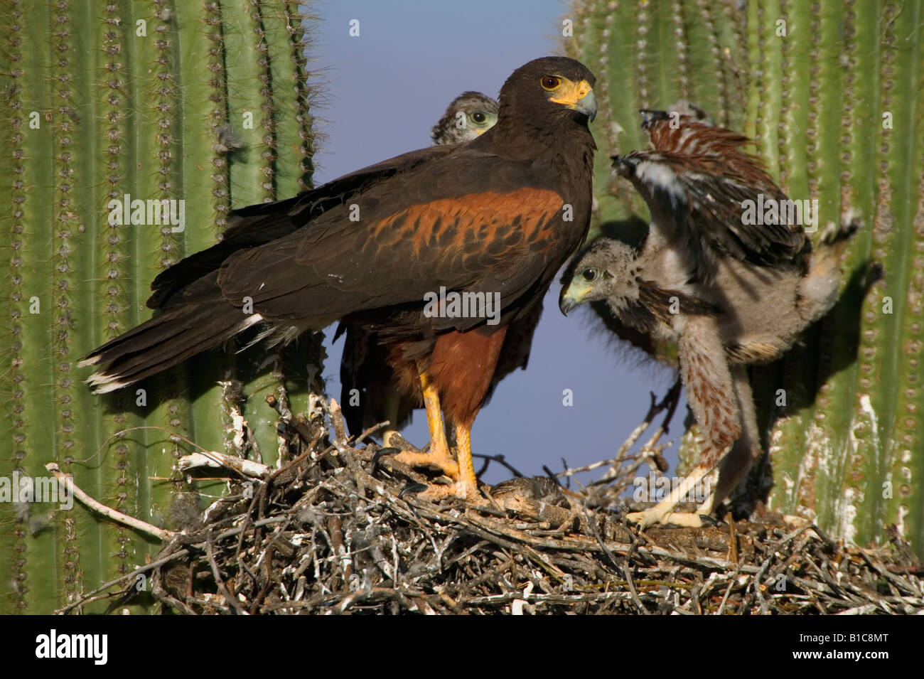 Harris hawk nest hires stock photography and images Alamy
