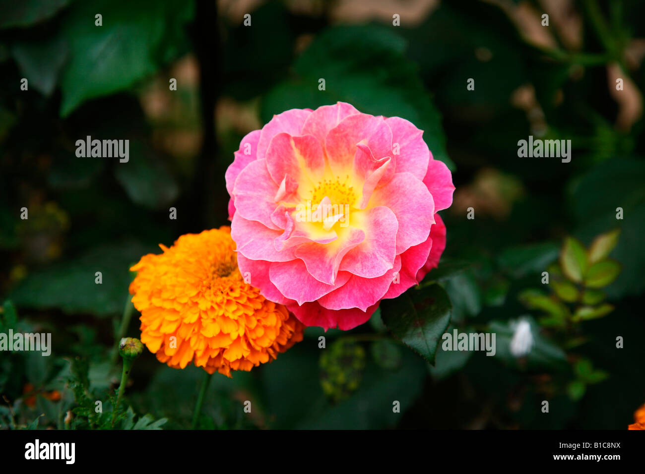 Humility rose flower hi-res stock photography and images - Alamy