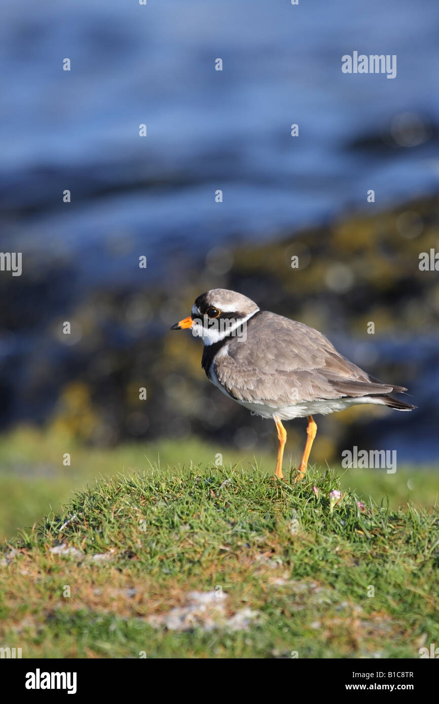 Ringed Plover Charadrius hiaticula Stock Photo