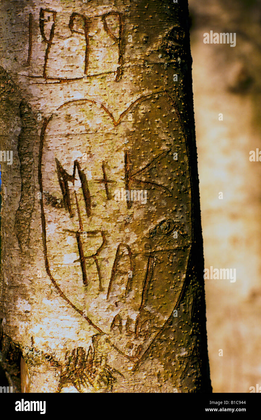 A Heart with Initials carved into the Bark of a Tree Trunk Stock Photo