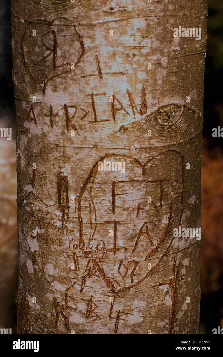 A Heart with Initials carved into the Bark of a Tree Trunk Stock Photo