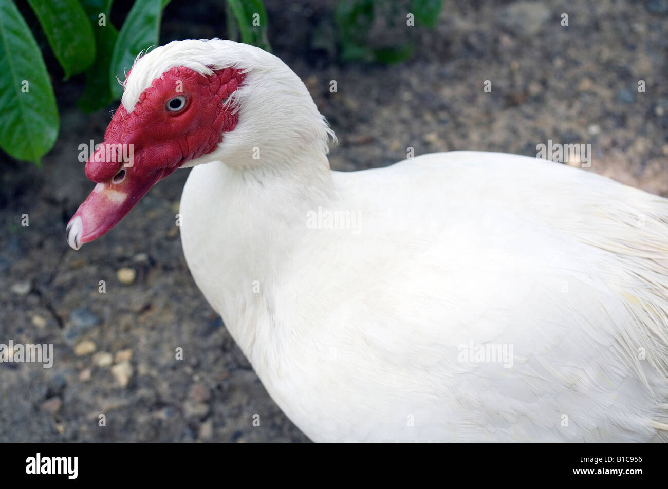 A Muscovy Duck Stock Photo - Alamy