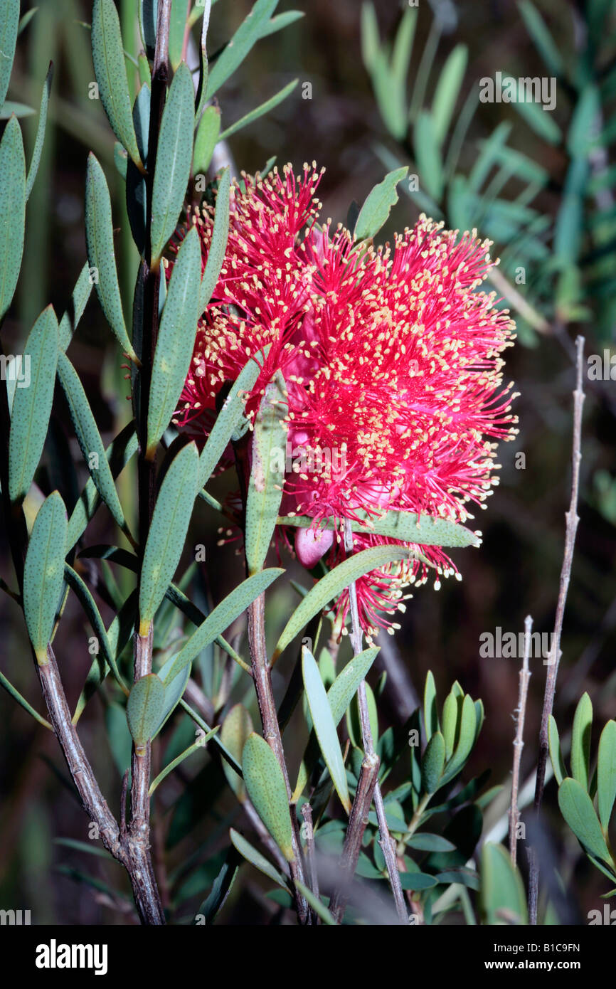 Steedman's Honey-myrtle/Scarlet Honey-myrtle- Melaleuca fulgens ssp. steedmanii [syn. Melaleuca steedmanii] Stock Photo