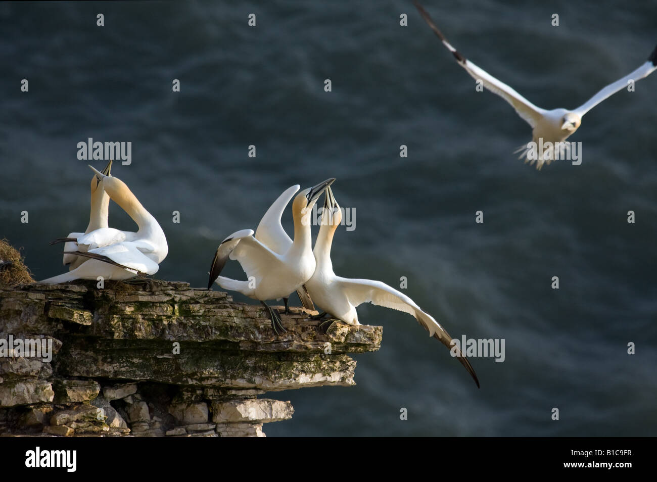 Gannets bill-mating at Bempton Cliffs. Stock Photo