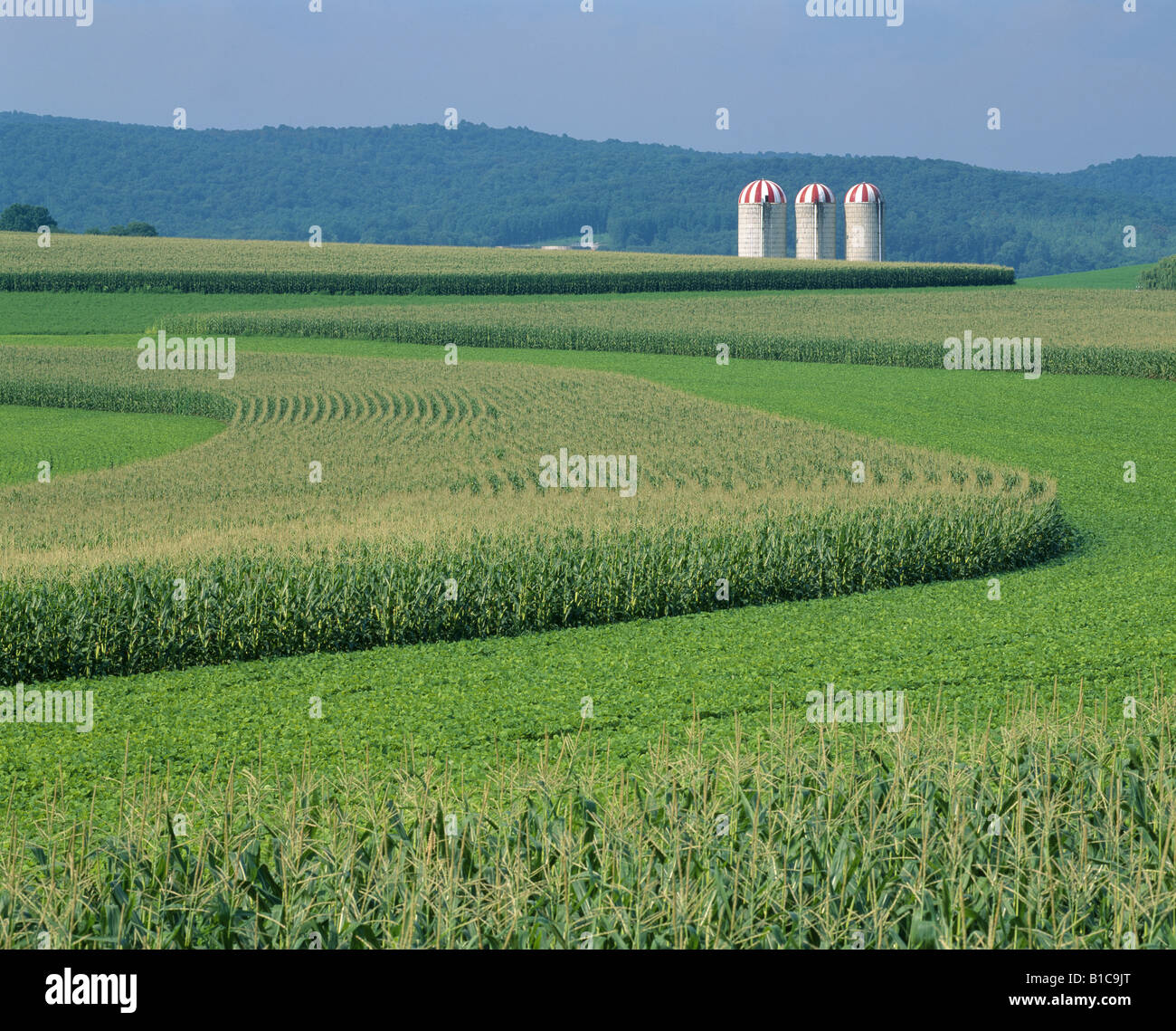 CORN AND SOYBEANS GROWING ON DAIRY FARM PENNSYLVANIA Stock Photo Alamy