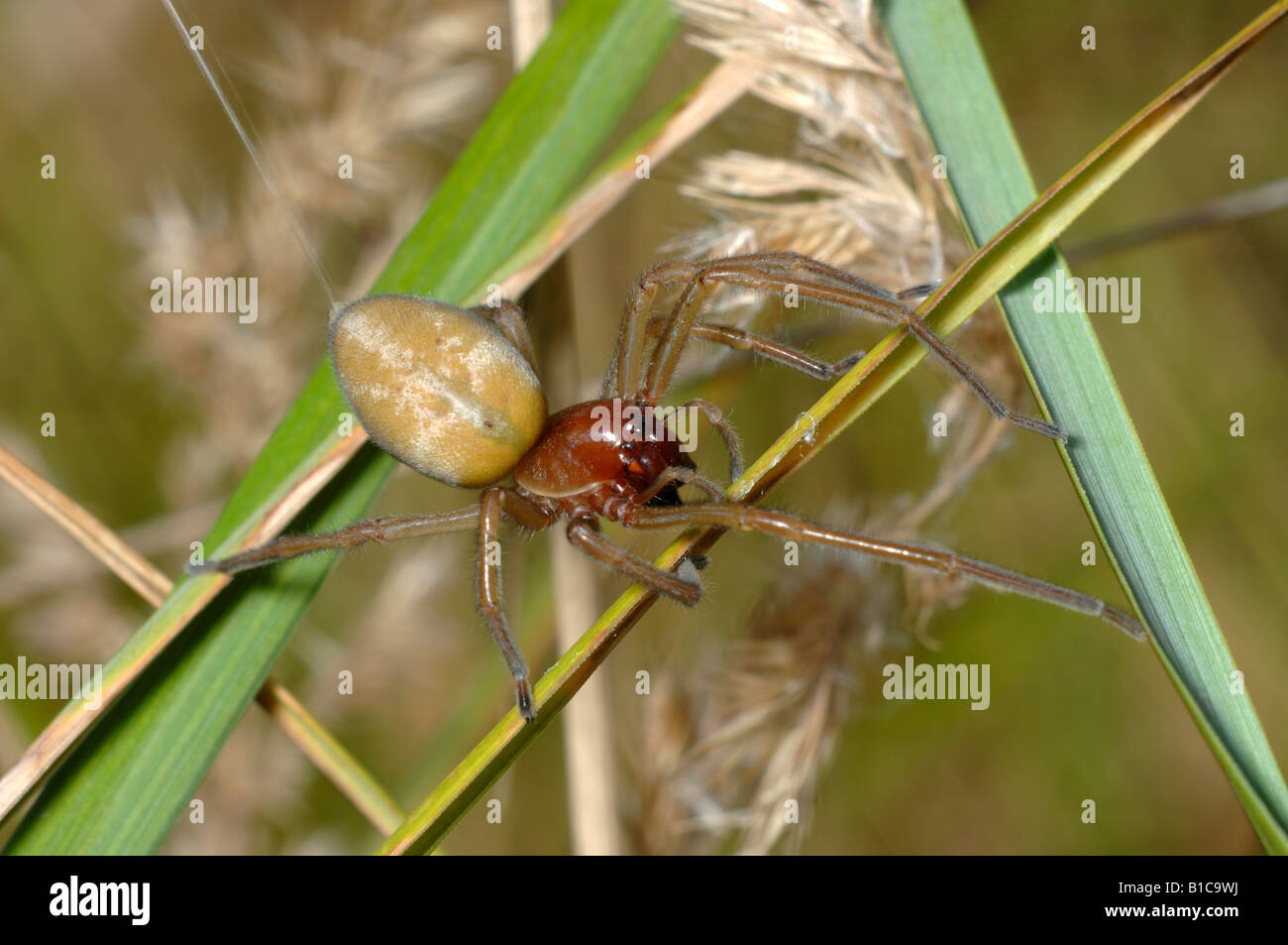Yellow Sack Spider (Cheiracanthium punctorium). Female starting to build an eggsack among grass Stock Photo