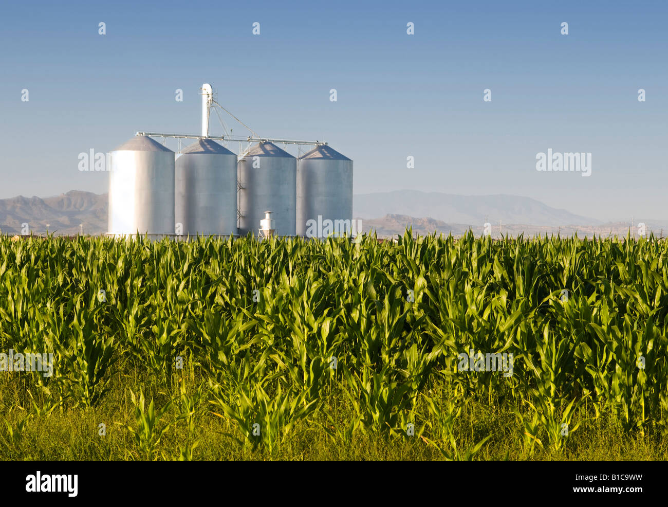 Corn crop with farm silos and mountains in background Stock Photo