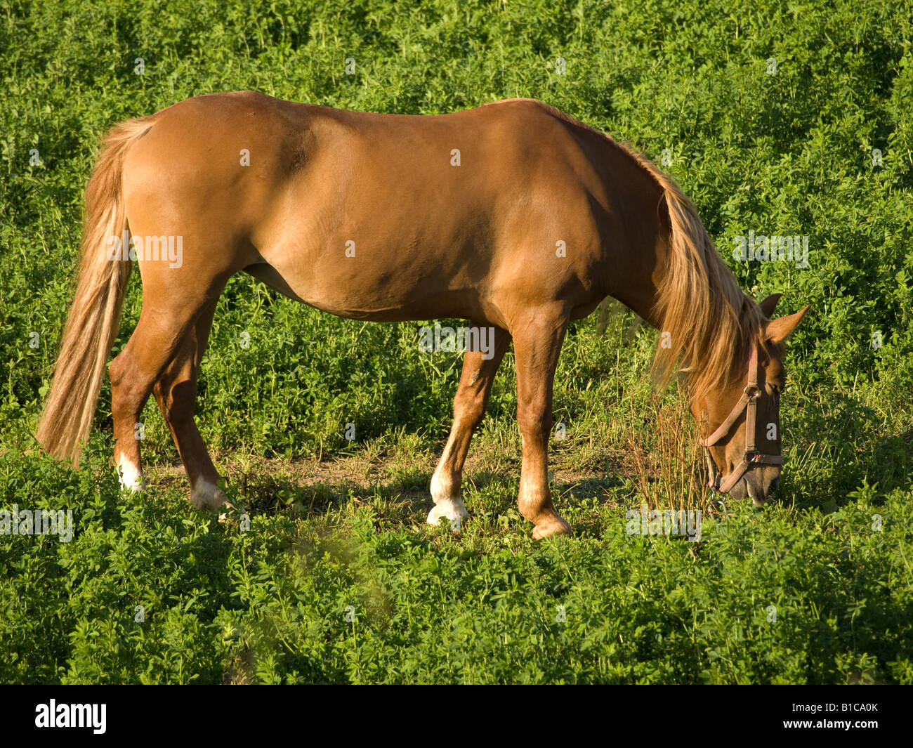 One brown horse grazing in green grass Stock Photo - Alamy