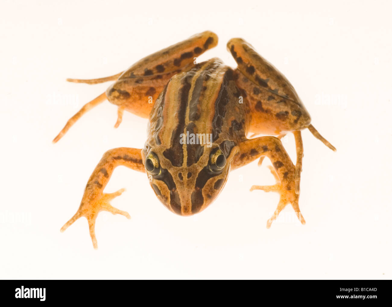 Australian Striped Marsh Frog Limnodynastes peronii Stock Photo Alamy