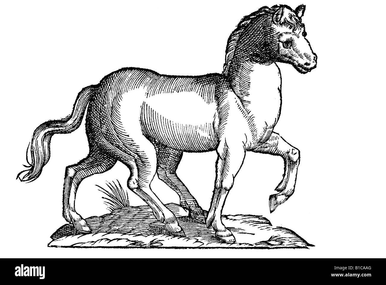 Equus quinq pedibus, Aldrovandi, 1642, 17th century, renaissance, Europe Stock Photo