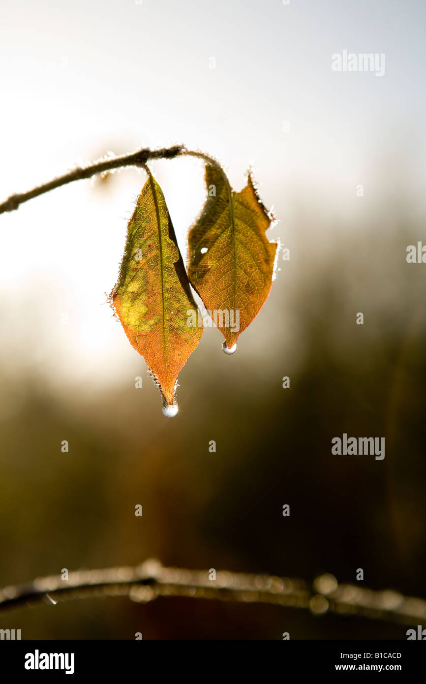 Drip tip leaf hires stock photography and images Alamy