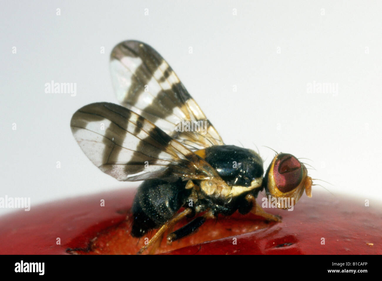 European Cherry Fruit Fly (Rhagoletis cerasi) on cherry, studio picture Stock Photo