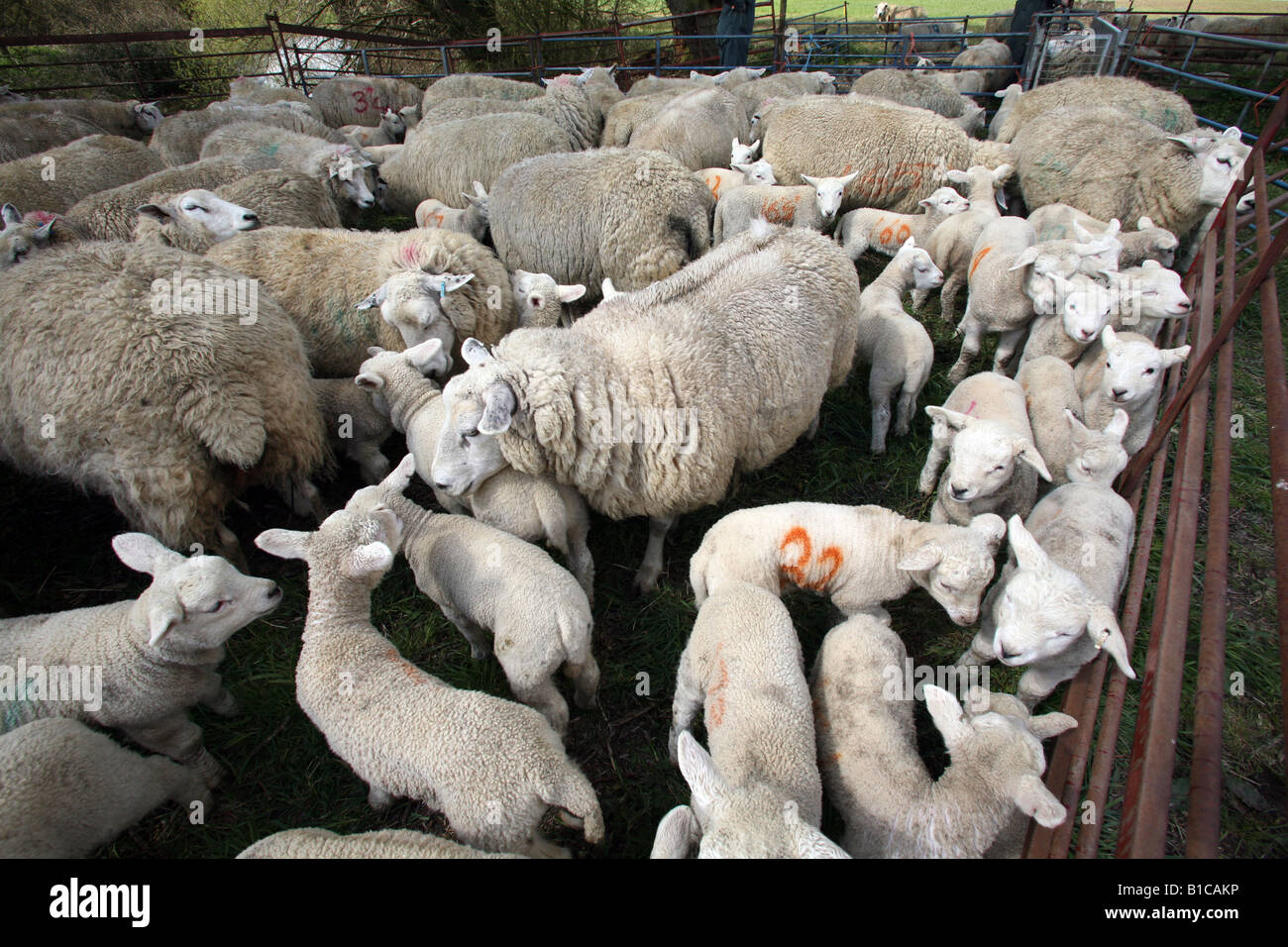 Sheep and lambs in a pen waiting to be checked by a vet Stock Photo - Alamy
