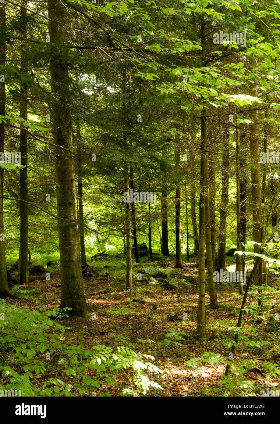 Woodland in dappled sunlight Stock Photo - Alamy