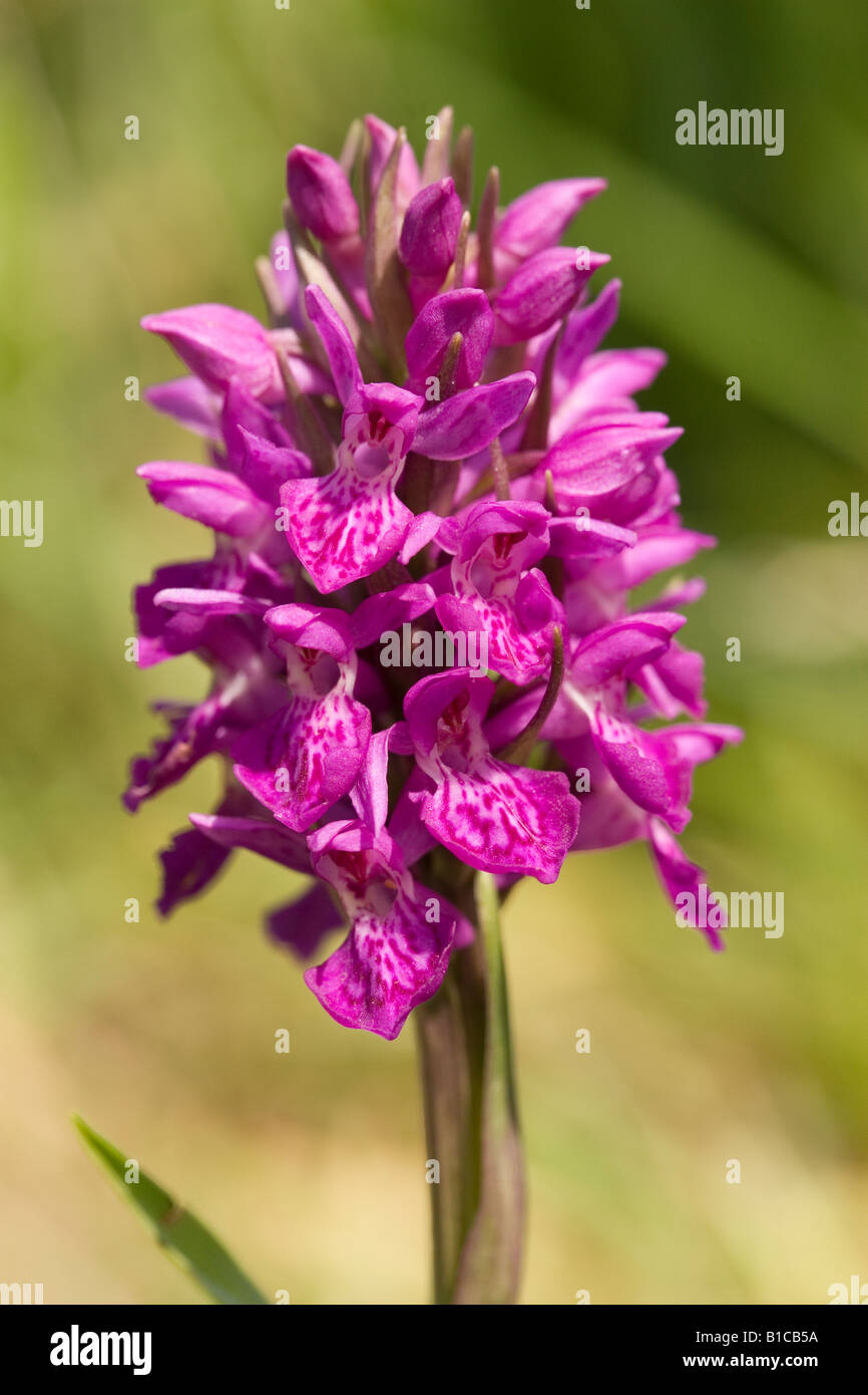 Northern Marsh Orchid Stock Photo