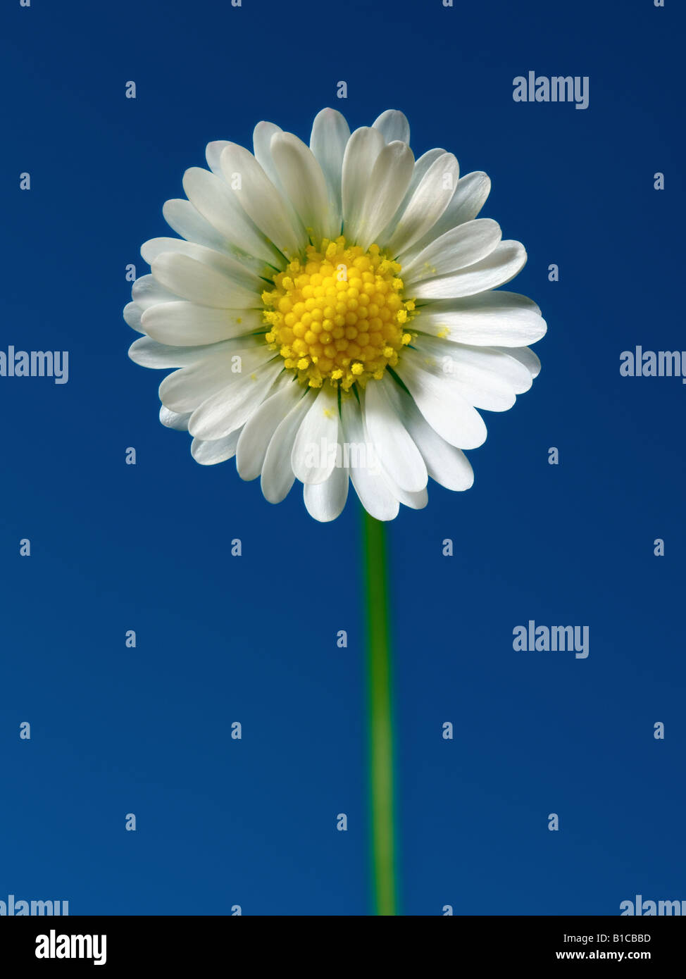 daisy flower Stock Photo