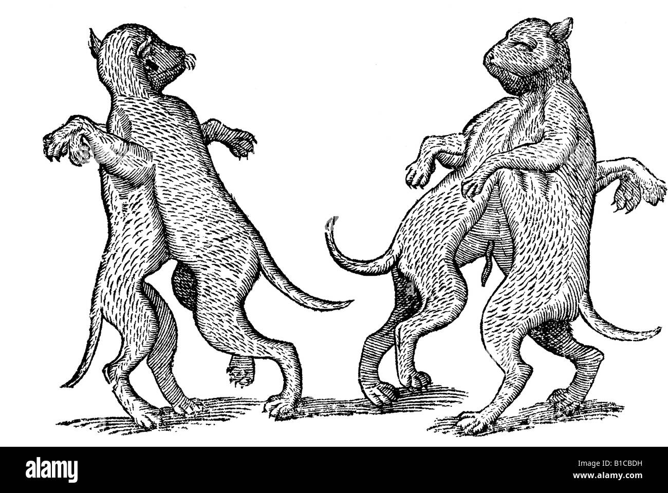 Canis uniceps & bicorpor alius, Aldrovandi, 1642, 17th century, renaissance, Europe Stock Photo