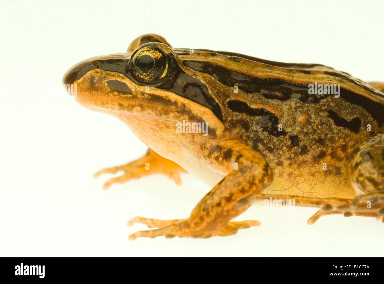 Australian Striped Marsh Frog Limnodynastes peronii Stock Photo