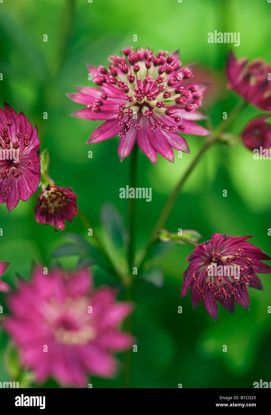 ASTRANTIA MAJOR CLARET Stock Photo