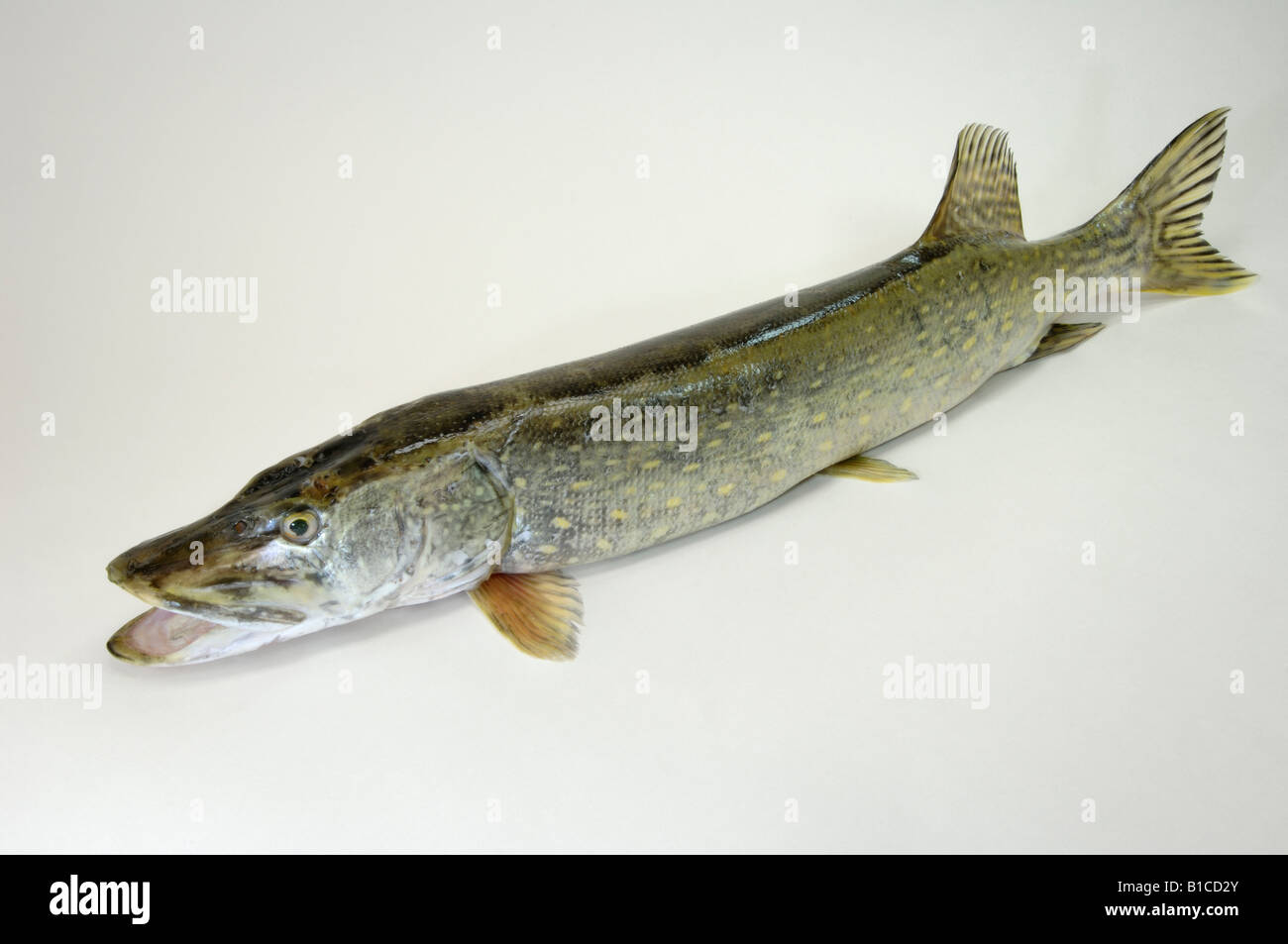 Pike, Northern Pike (Esox lucius), studio picture Stock Photo