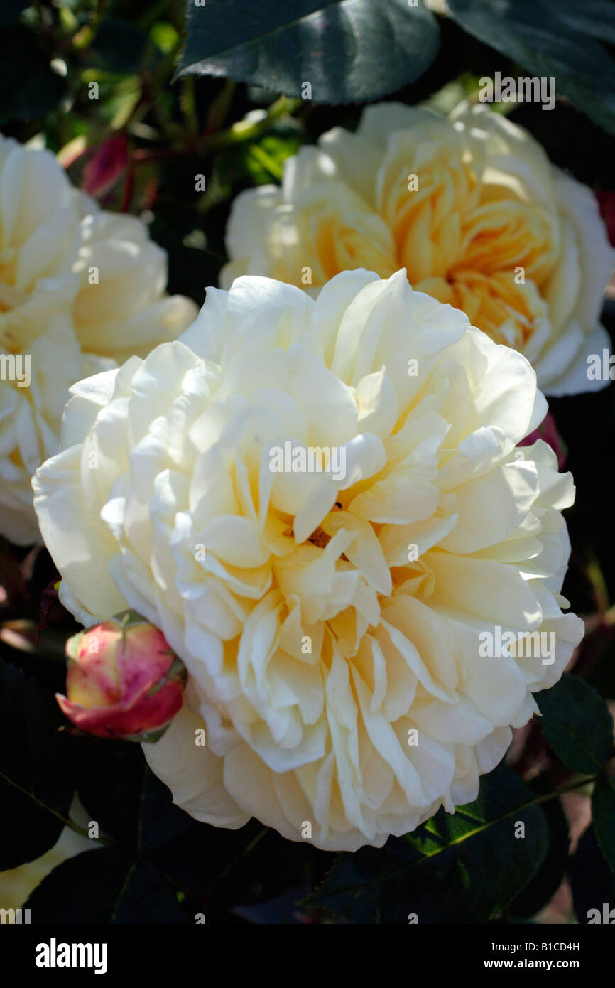 ROSA TEASING GEORGIA SYN AUSBAKER DAVID AUSTIN NEW ENGLISH ROSE Stock Photo