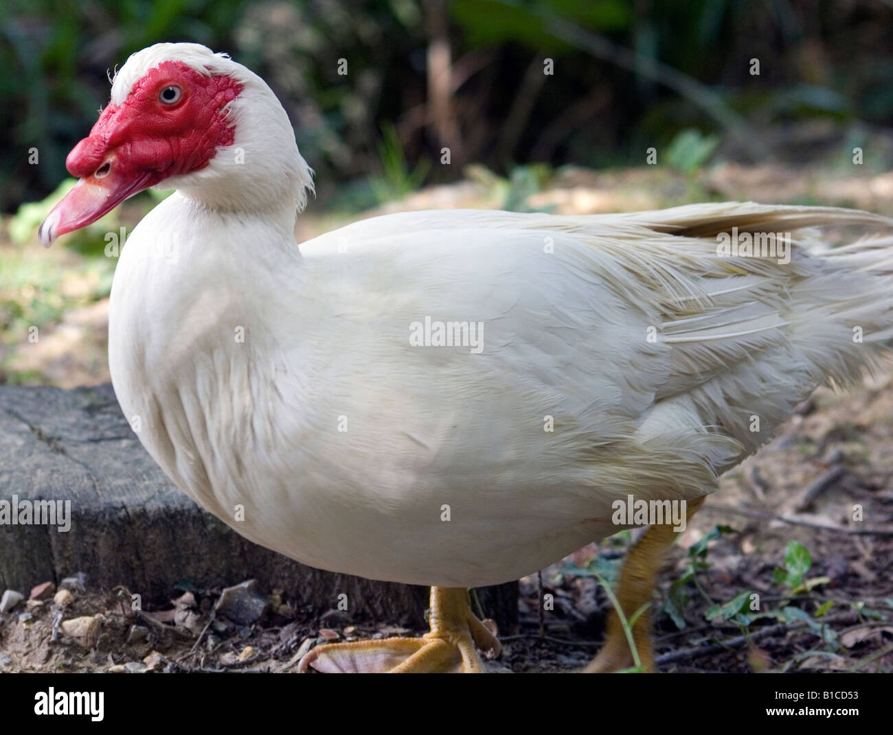 A Muscovy Duck Stock Photo - Alamy