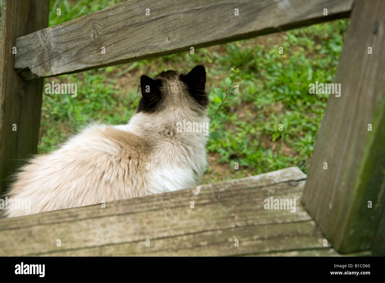 Ragdoll Seal Point Cat High Resolution Stock Photography and Images - Alamy