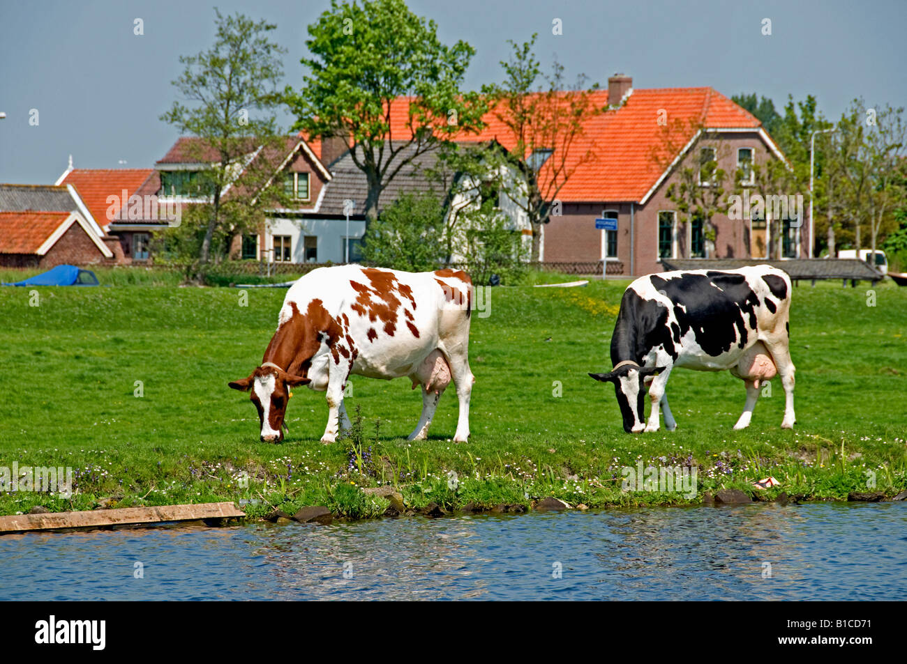 North South Holland Cow Netherlands dutch Stock Photo