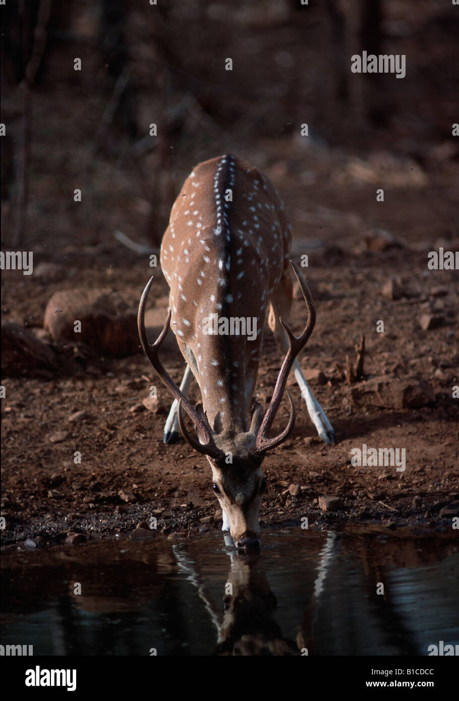 Loner drink,Spotted Deer or Chital (Axis axis Stock Photo Alamy