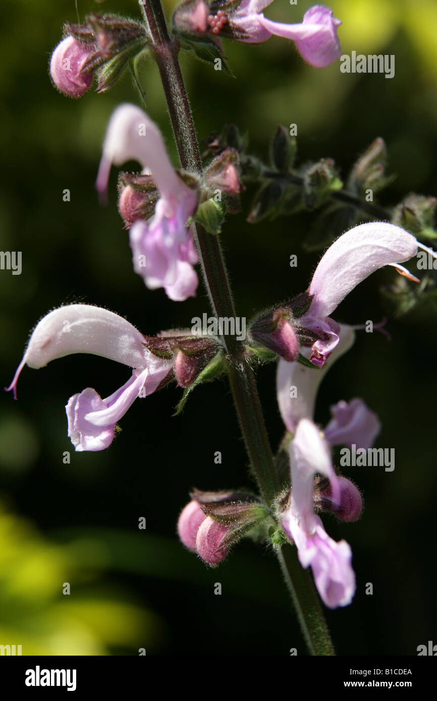 Close up of a pink salvia meadow clary in a Scottish garden. Stock Photo